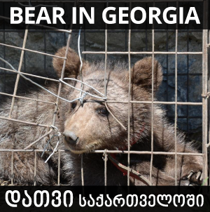 დათვი, საქართველო, დათვები, GSPSA, საქართველოს ცხოველთა დაცვისა და გადარჩენის საზოგადოება, bear, georgia, bear in georgia