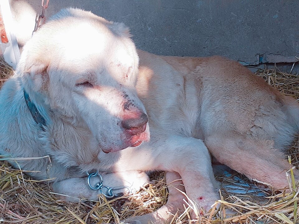Loma - Caucasian Shepherd Dog - GSPSA